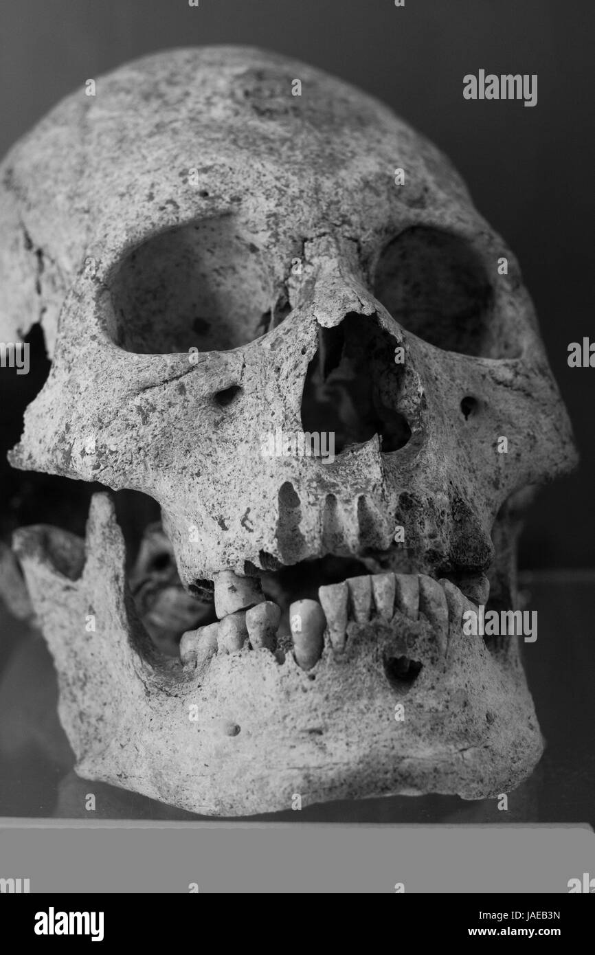 Crâne humain avec un arrière-plan sombre. Concept de la mort, l'horreur et de l'anatomie. Des ossements d'horreur peur des fouilles archéologiques Banque D'Images