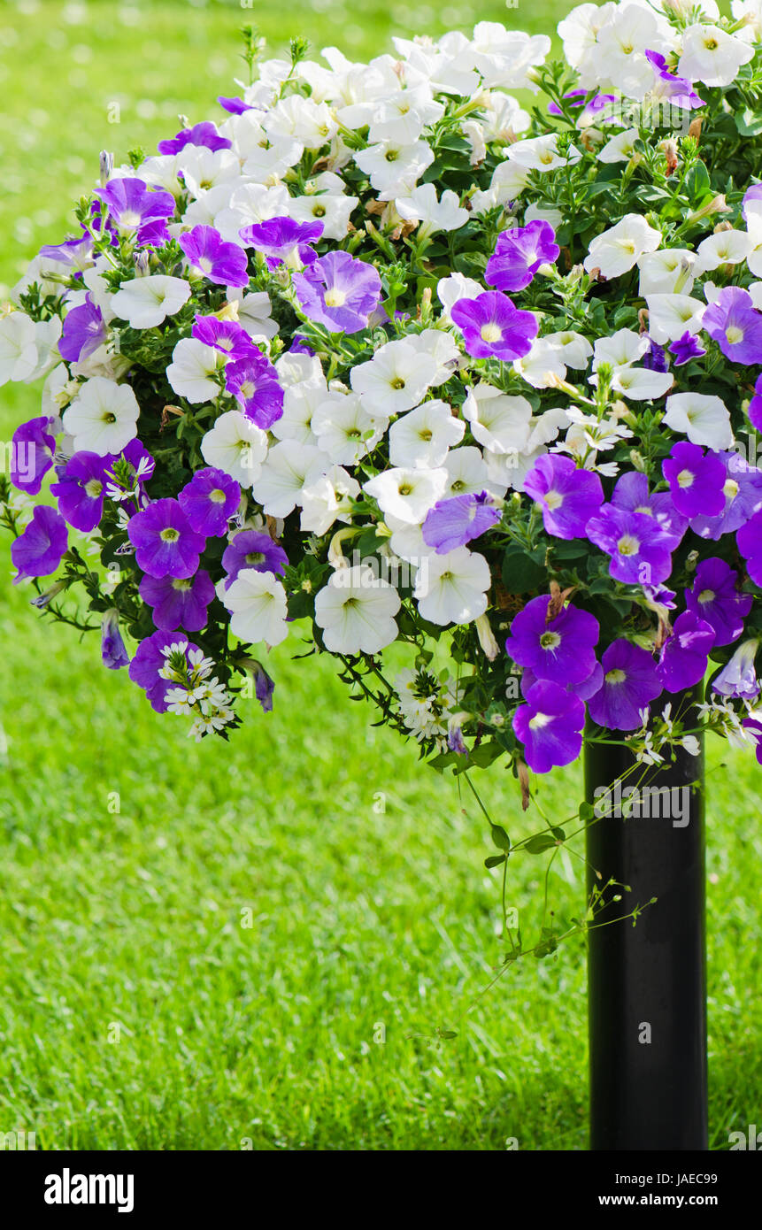 Beau blanc et violet fleurs pétunia close up Banque D'Images