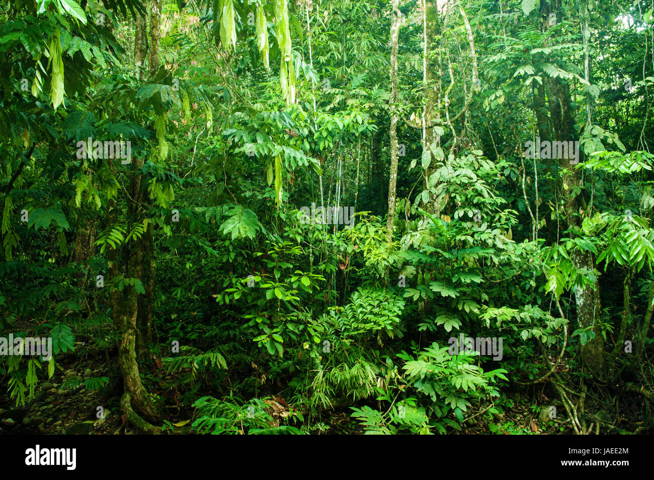 Jungle tropicale fantastique paysage en matinée. Banque D'Images