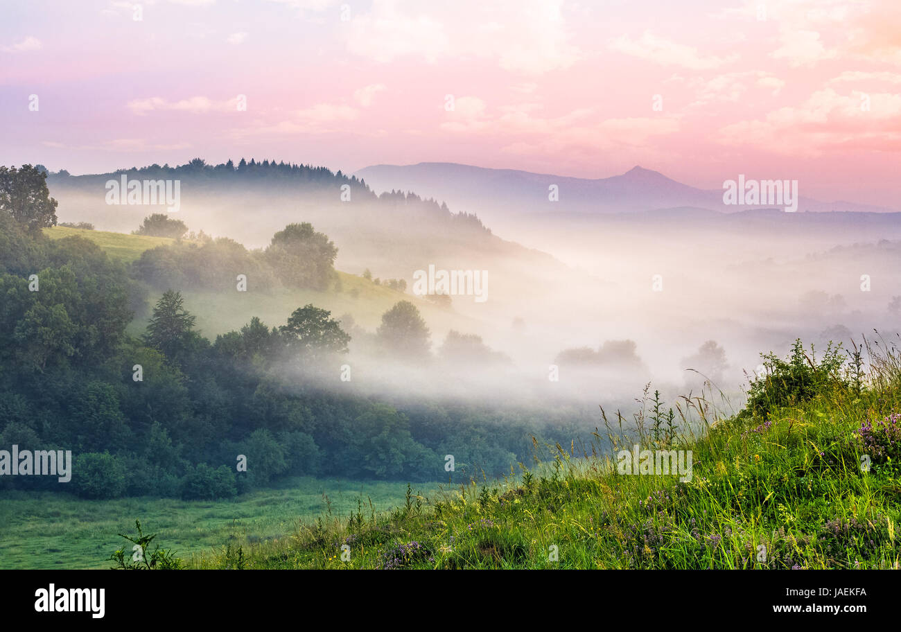 Forêt de brouillard dans la vallée. de montagne spectaculaire au lever du soleil Banque D'Images