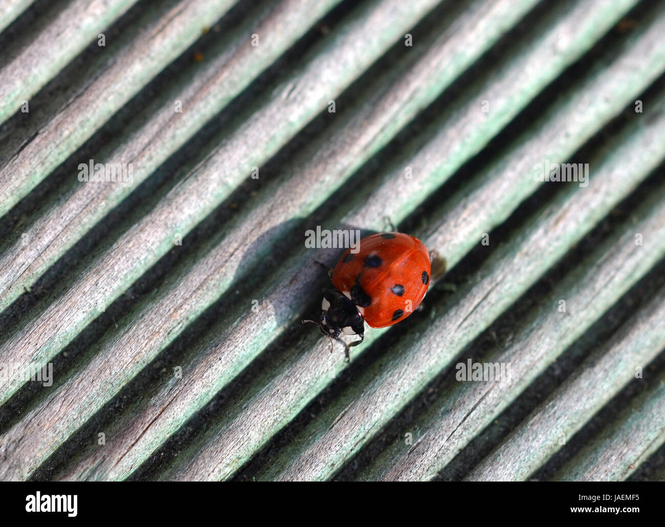 Animal jambes Banque D'Images