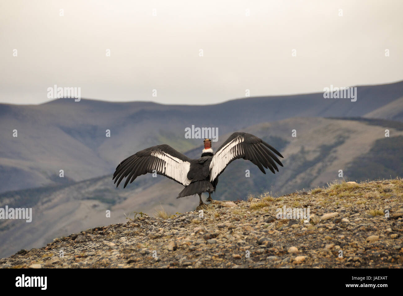 Homme condor des Andes (Vultur gryphus) dans la nature, prêt à décoller Banque D'Images