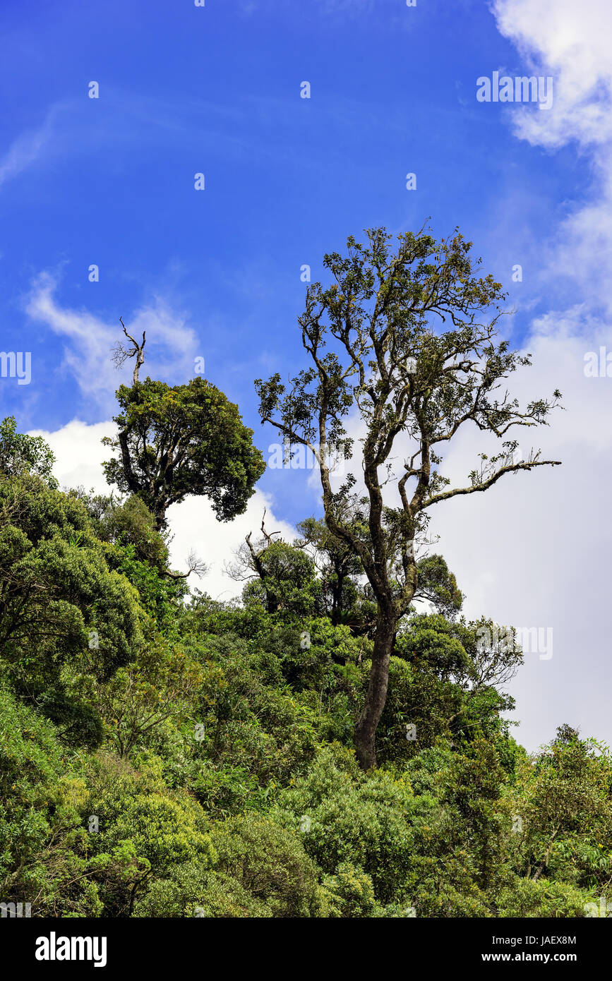 Détail de la dense forêt tropicale du Parc National d'Itatiaia à Penedo, Rio de Janeiro avec une végétation luxuriante Banque D'Images