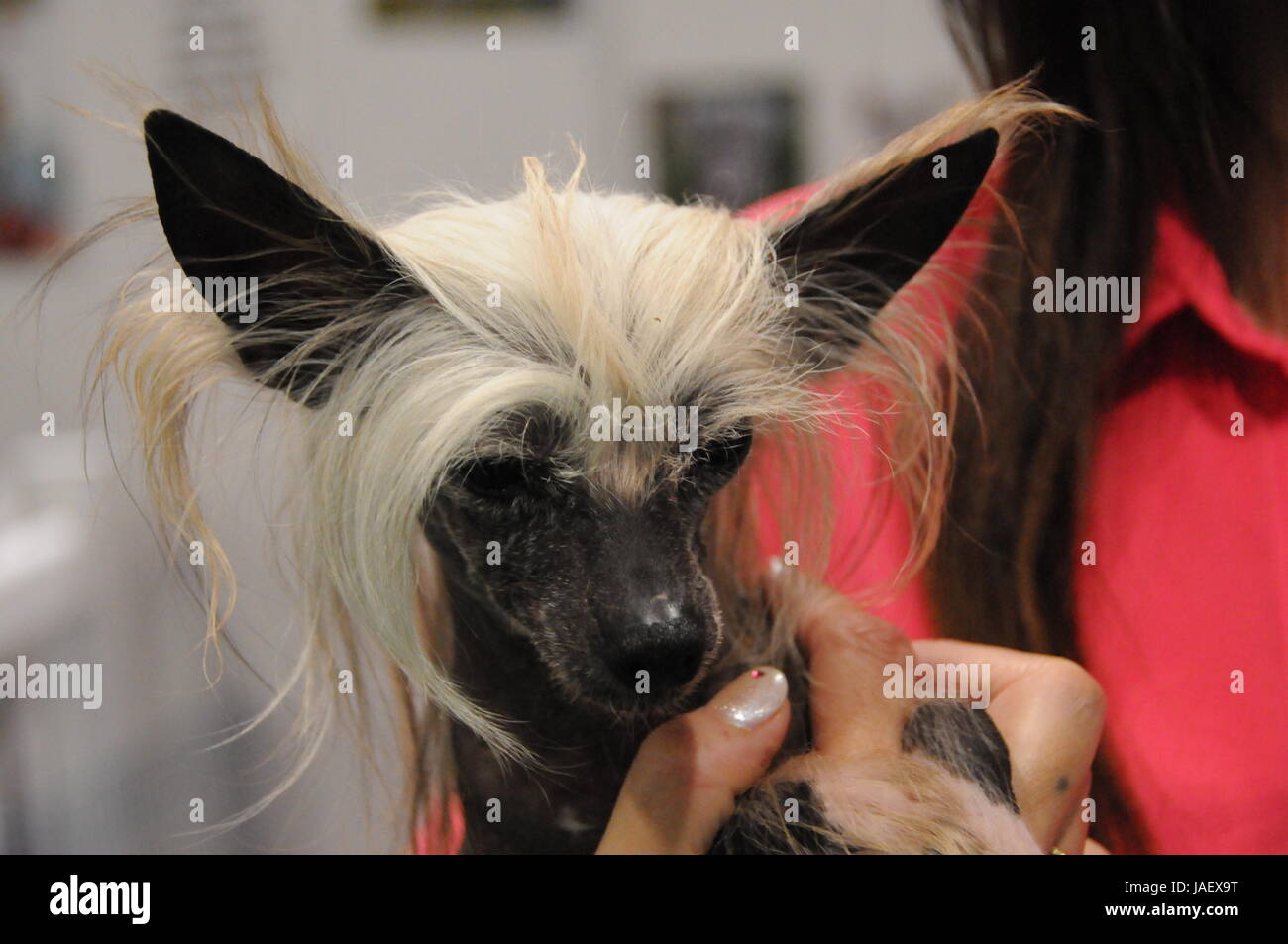 Un chien chinois à crête, à l'ExCel Pet Show National Banque D'Images