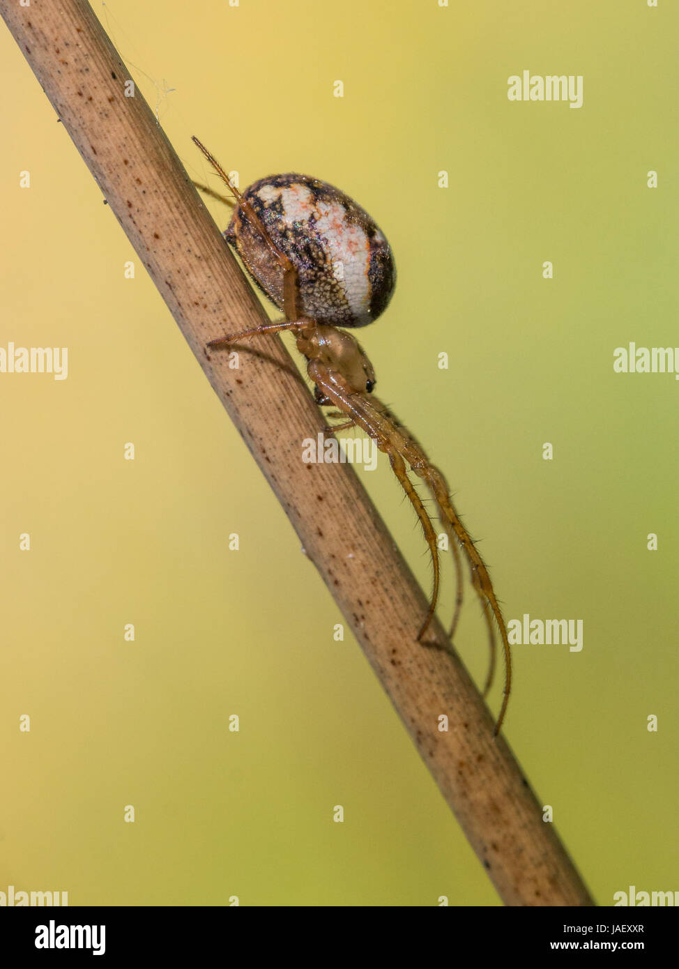 Petit orb weaver araignée sur tige d'herbe en attente de proie Banque D'Images