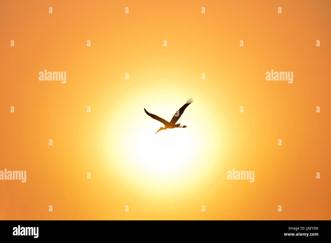 Silhouette de cigogne peinte voler contre le magnifique coucher de soleil orange Banque D'Images