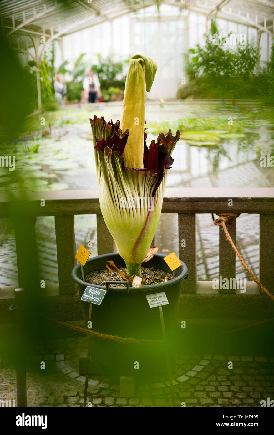 Un arum titan (Amorphophallus titanum) fleurs dans le Jardin botanique de Munich, Allemagne, 06 juin 2017. La plus grande fleur du monde s'épanouit seulement pour 2 jours et exhale une odeur de charogne. Photo : Alexander Heinl/dpa Banque D'Images