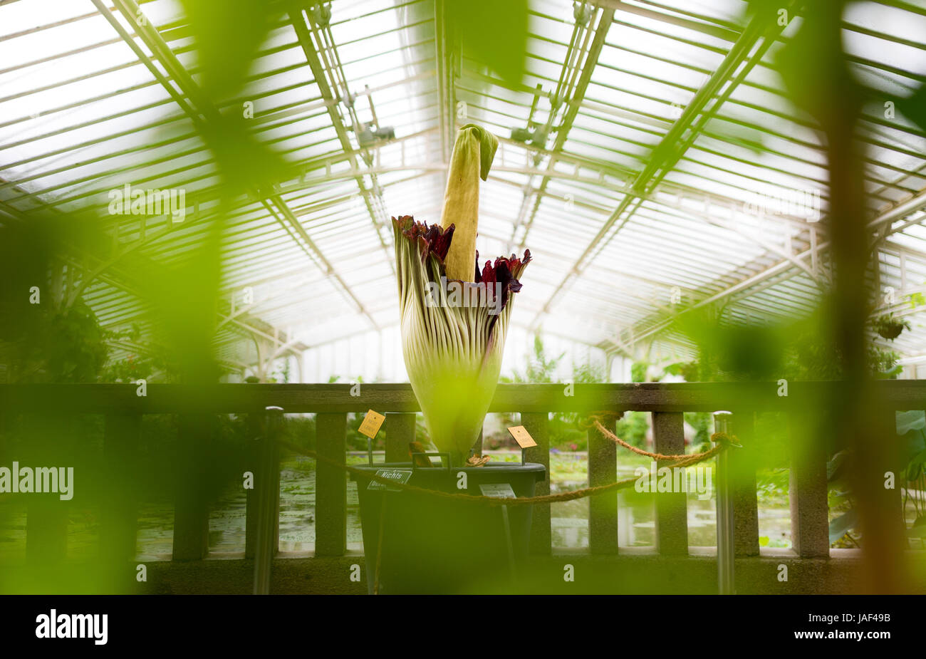 Un arum titan (Amorphophallus titanum) foisonnent dans le Jardin botanique de Munich, Allemagne, 06 juin 2017. La plus grande fleur du monde s'épanouit seulement pour 2 jours et exhale une odeur de charogne. Photo : Alexander Heinl/dpa Banque D'Images