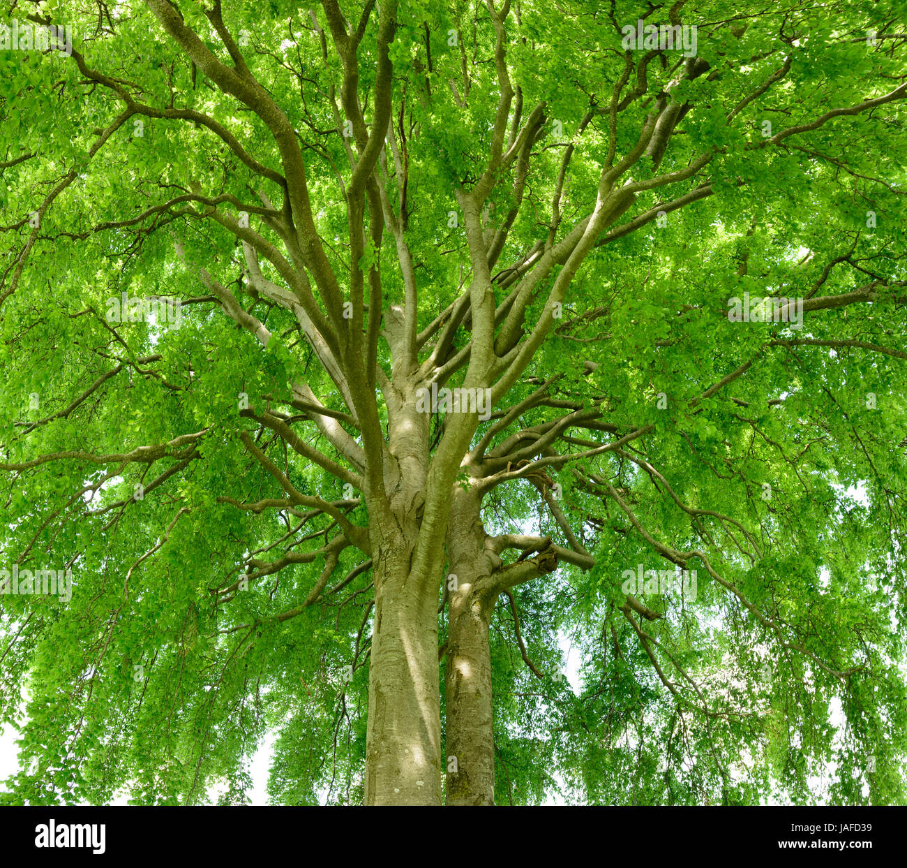 Seul grand vieux tilleul au printemps Banque D'Images