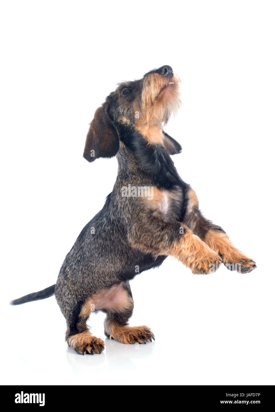 Chiot teckel poil fil in front of white background Banque D'Images