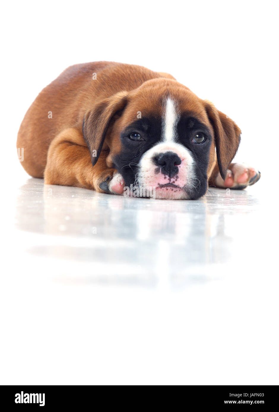 Adorable chiot gisant sur le plancher isolé sur fond blanc Banque D'Images