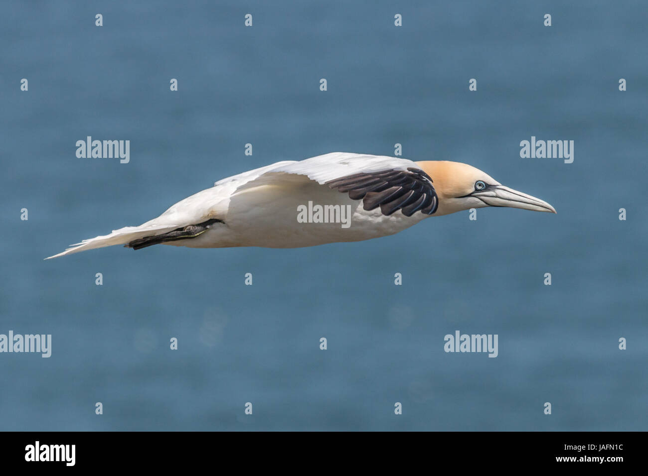 Fou de Bassan en vol Bempton Cliffs, Yorkshire, Mai 2017 Banque D'Images