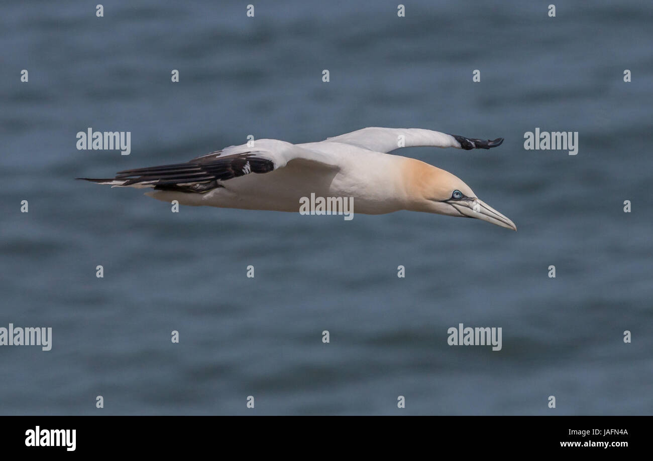 Fou de Bassan en vol Bempton Cliffs, Yorkshire, Mai 2017 Banque D'Images