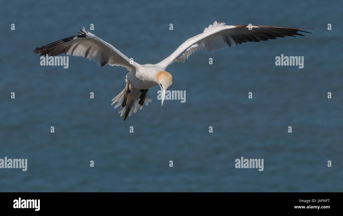 Fou de Bassan en vol, en venant d'atterrir à Bempton Cliffs, Yorkshire, mai 2017 Banque D'Images