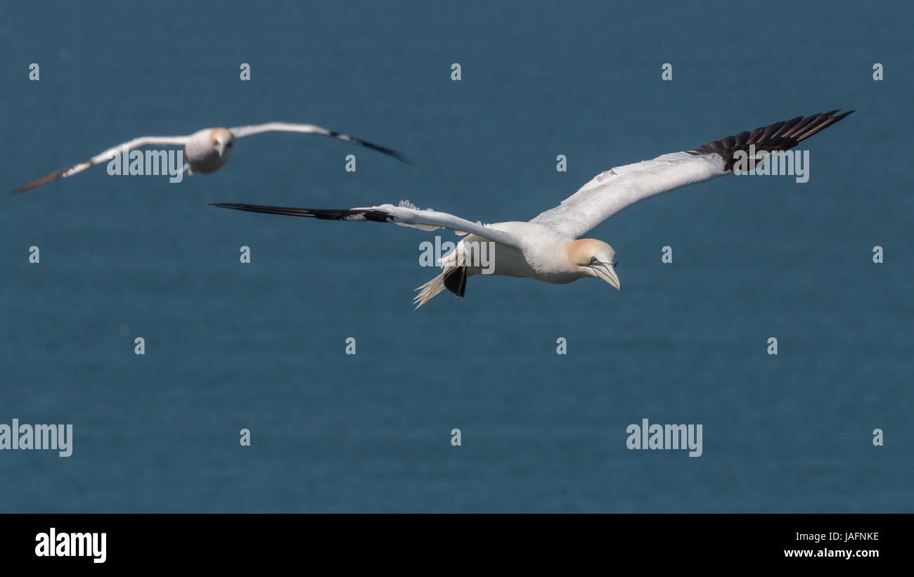 Paire d'oiseaux en vol à Bemptron falaises, Yorkshire, en plein soleil avec vue sur la mer derrière Banque D'Images
