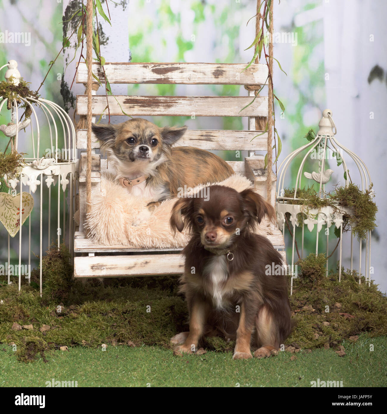 Les Chihuahuas assis et couché, en décoration pastorale Banque D'Images
