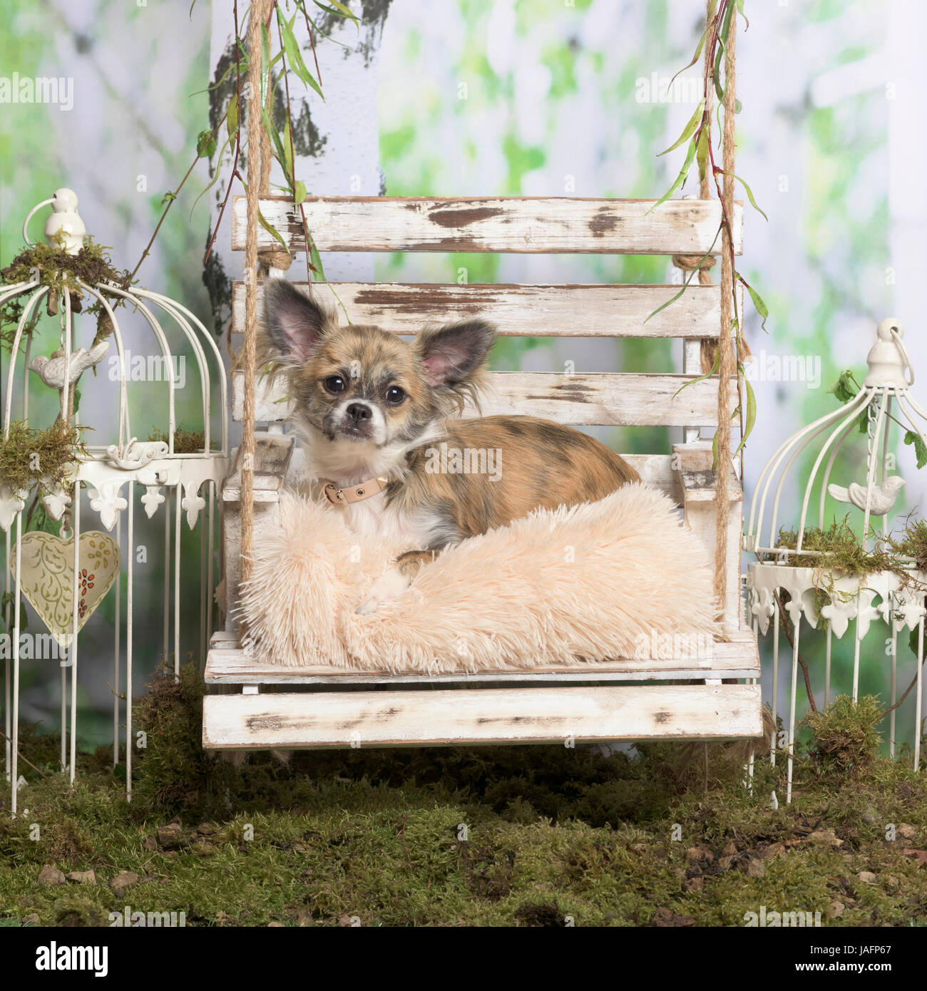 Chihuahua couché sur un oreiller, en décoration pastorale Banque D'Images