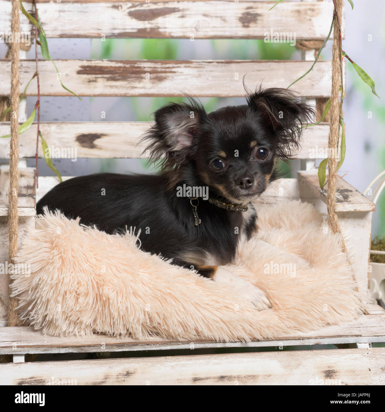 Chihuahua couché sur un oreiller, en décoration pastorale Banque D'Images