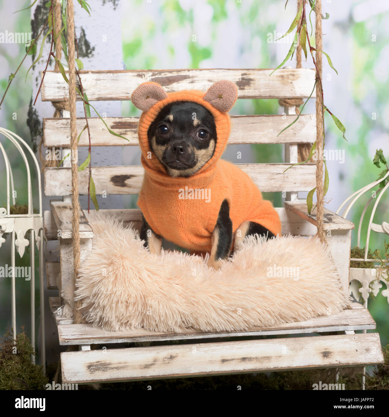 Chihuahua avec veste orange sur un oreiller, en décoration pastorale Banque D'Images