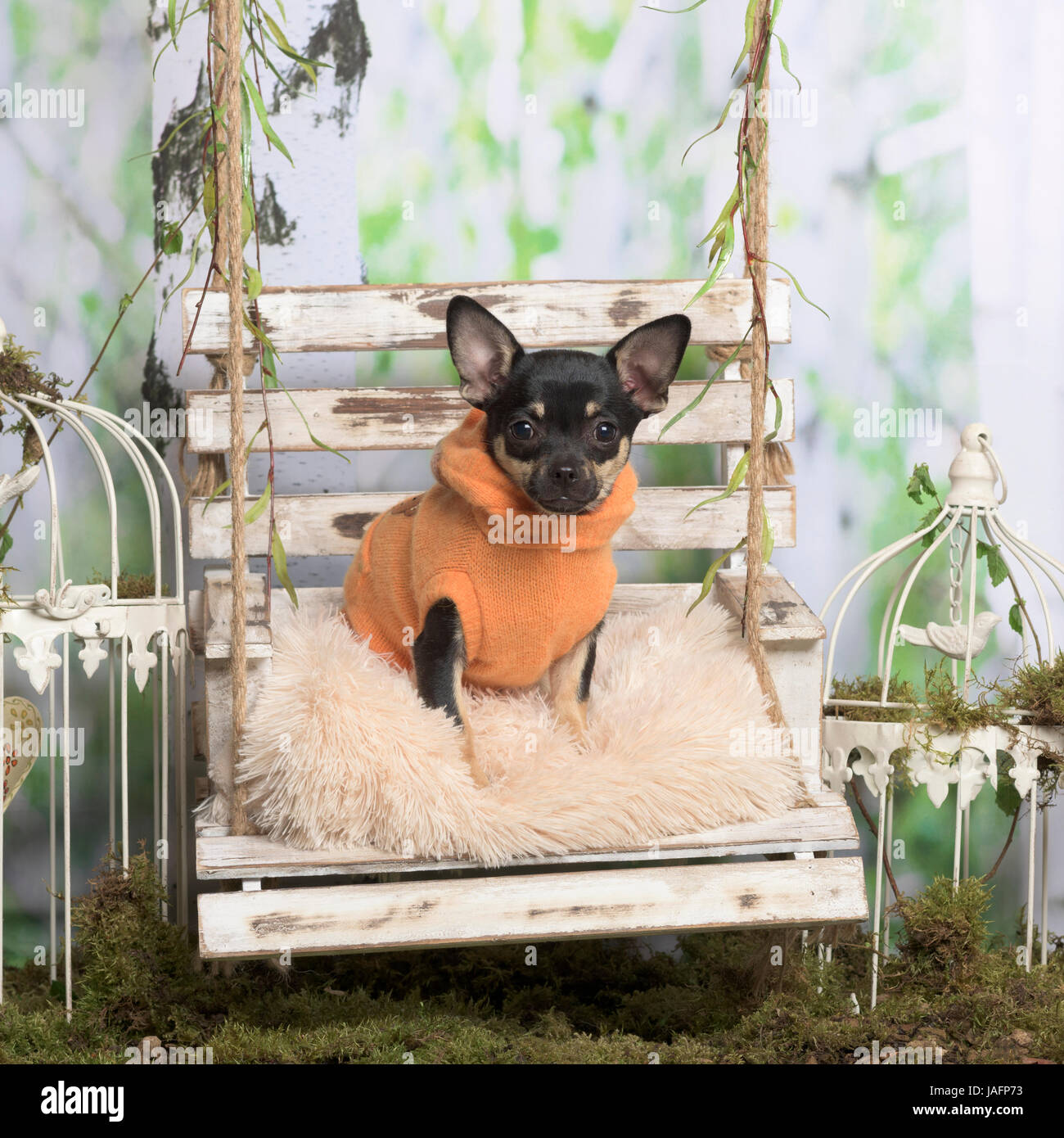 Chihuahua avec veste orange sur un oreiller, en décoration pastorale Banque D'Images