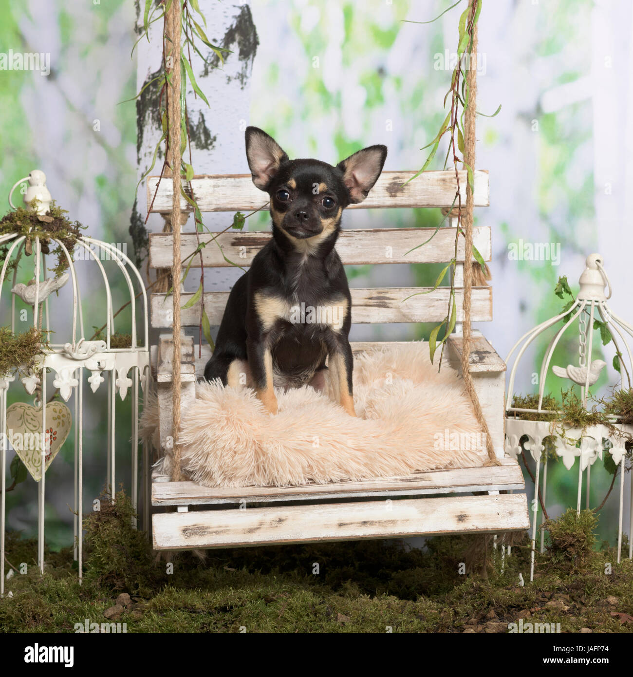 Chihuahua chiot sur un oreiller, en décoration pastorale Banque D'Images