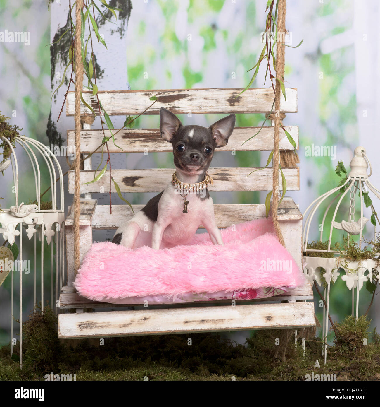 Chihuahua assis sur un coussin rose, en décoration pastorale Banque D'Images