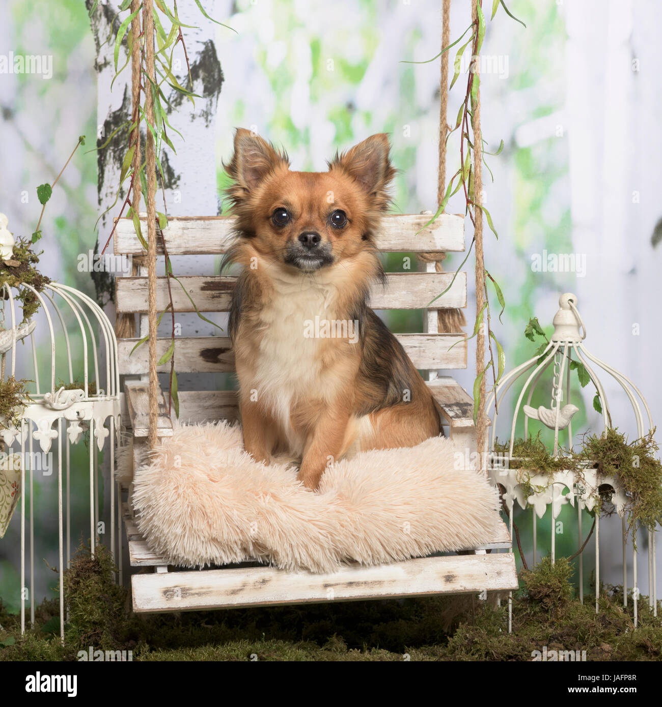 Chihuahua assis sur un coussin, en décoration pastorale Banque D'Images