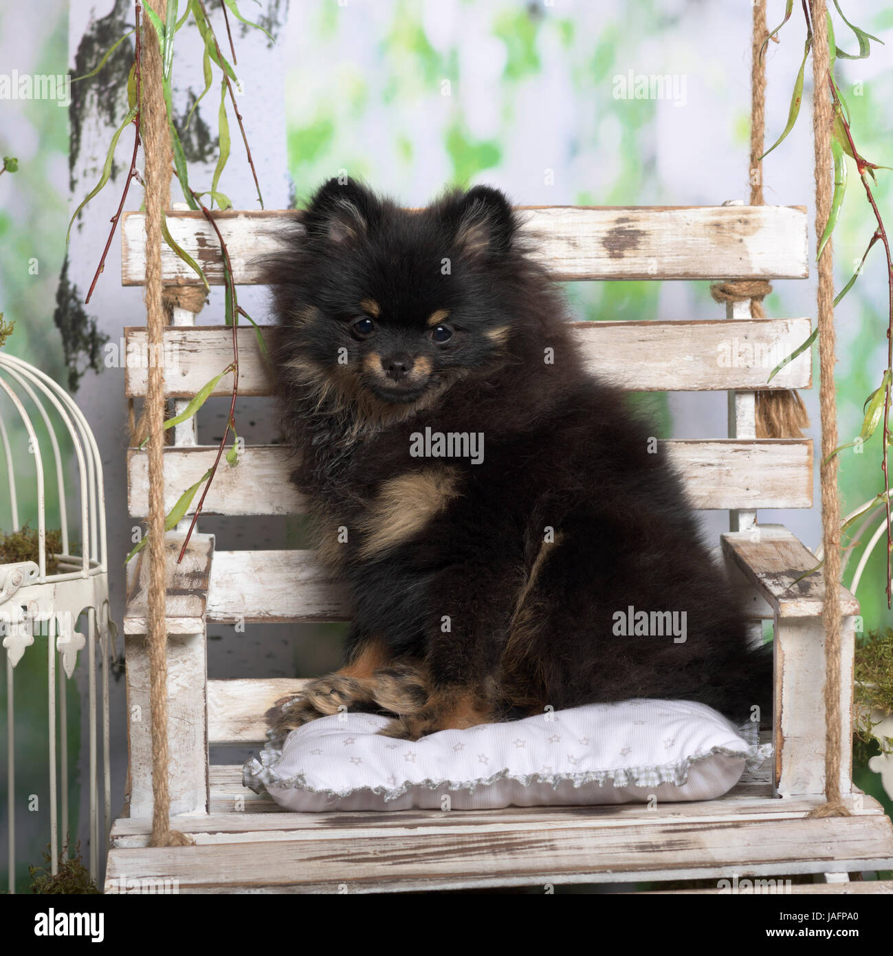 Spitz chiot assis sur un coussin, en décoration pastorale Banque D'Images