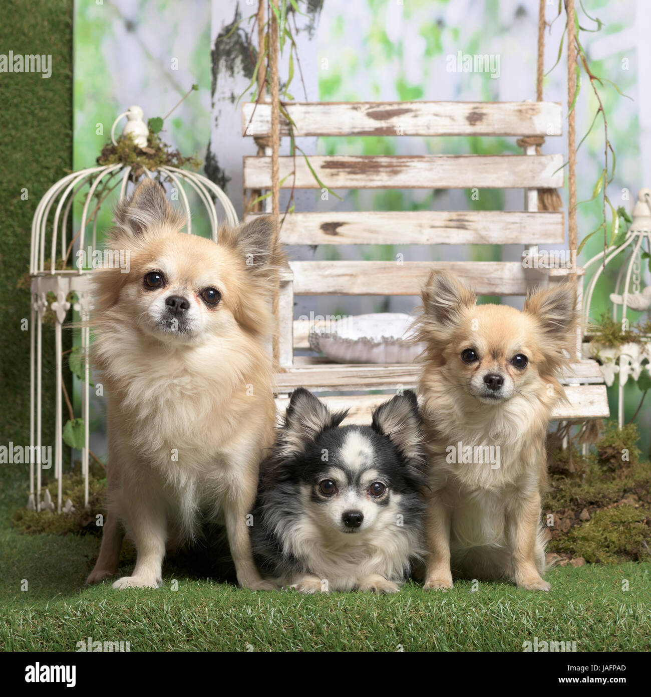 Les Chihuahuas regardant la caméra, en décoration pastorale Banque D'Images