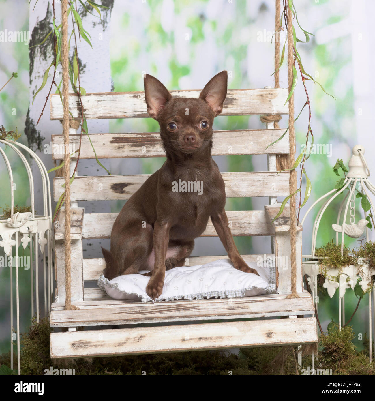 Chihuahua assis, en décoration pastorale Banque D'Images