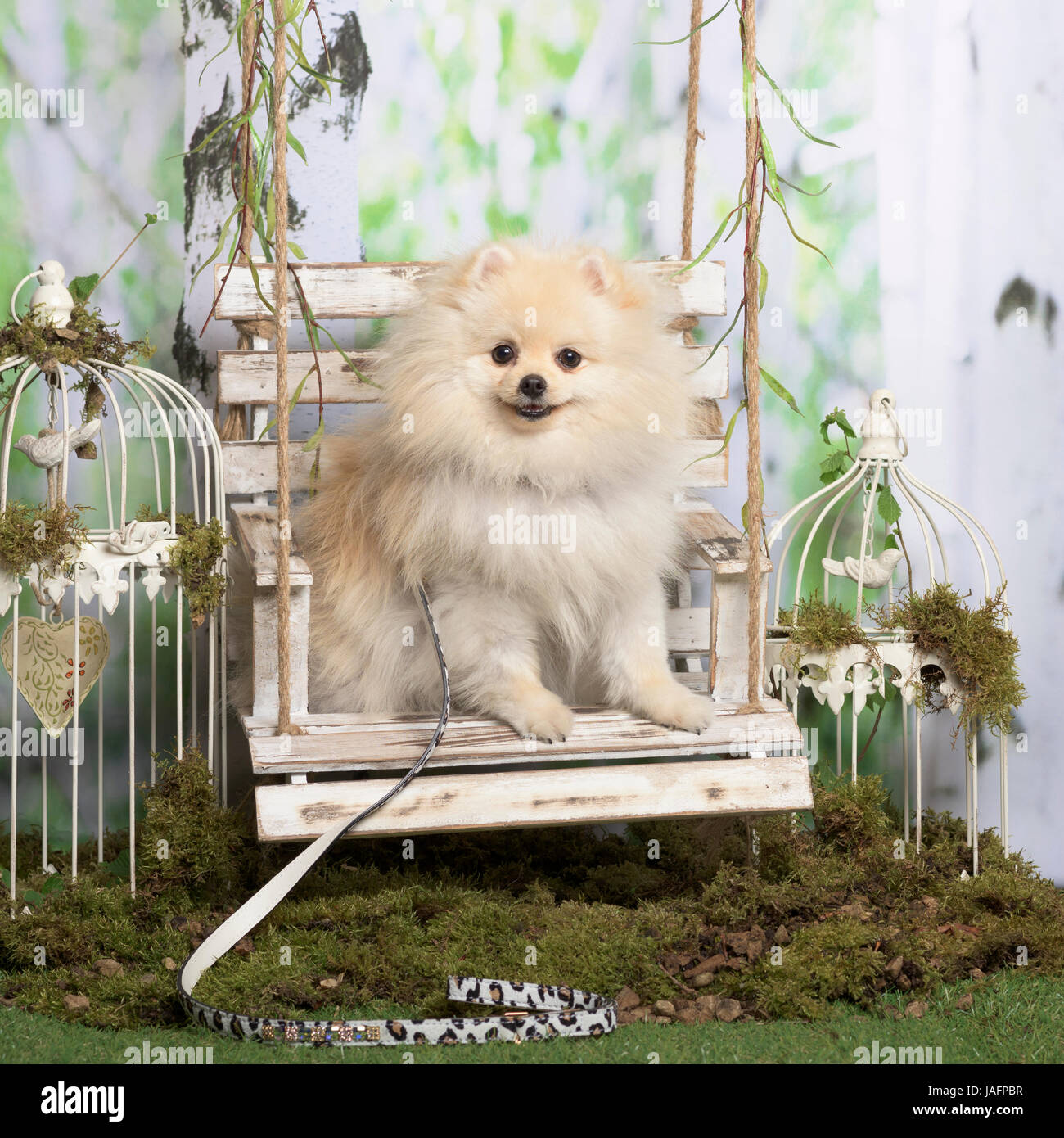 Avec Pomeranian longue laisse, en décoration pastorale Banque D'Images