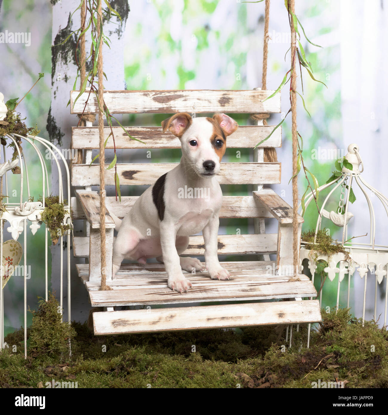 Jack Russel terrier assis, en décoration pastorale Banque D'Images