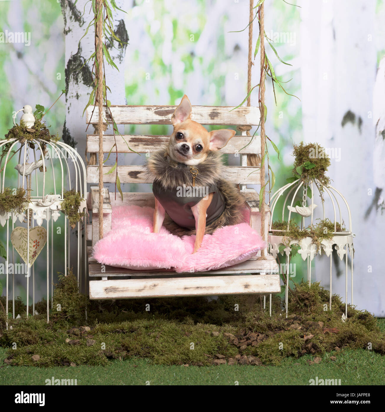 Chihuahua avec la fourrure veste sur un coussin rose, en décoration pastorale Banque D'Images