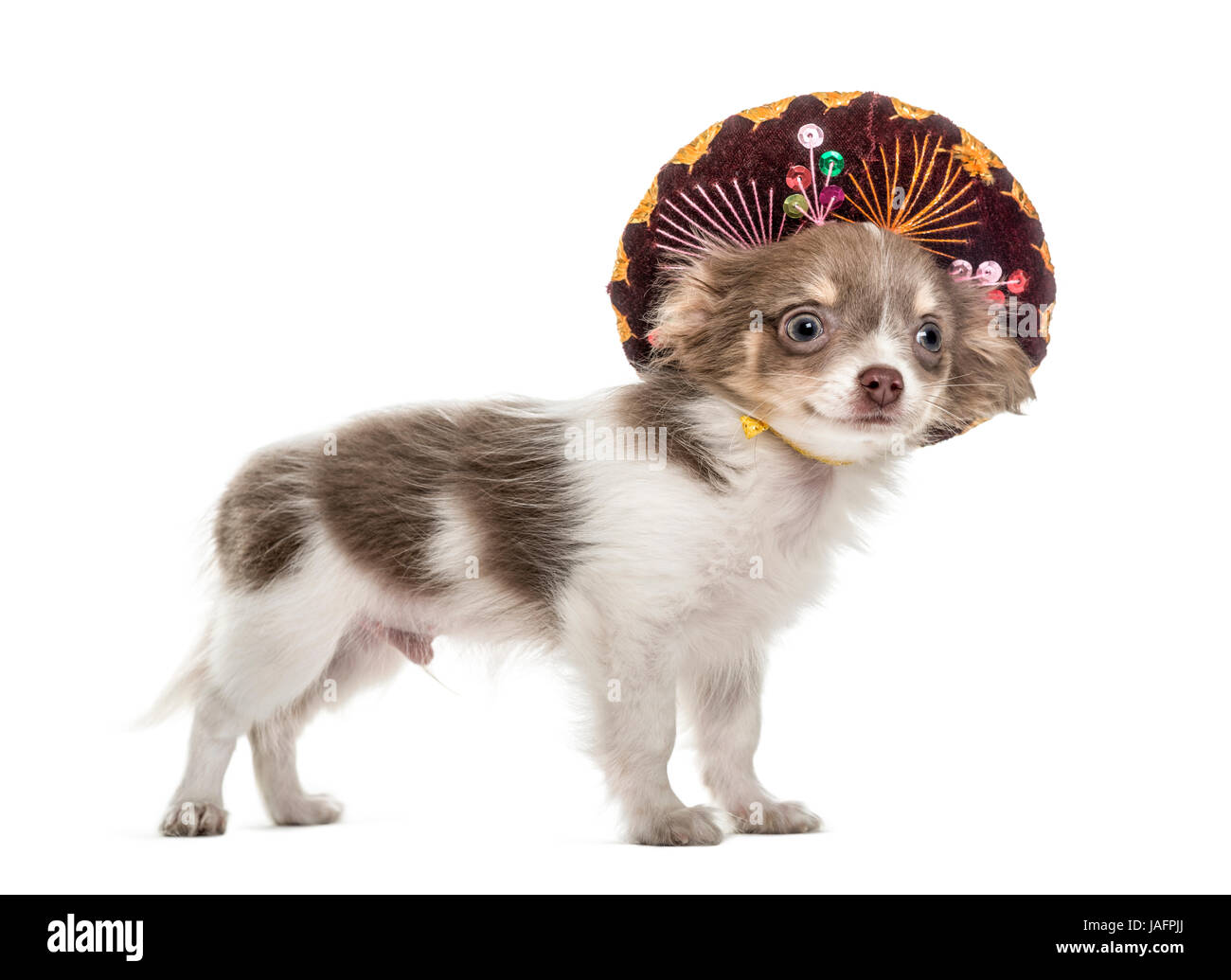 Chiot chihuahua avec chapeau décoratif, isolated on white Banque D'Images