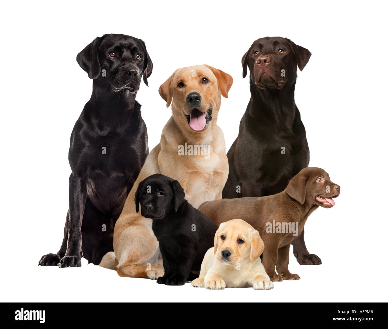 Labrador et chiots, isolated on white Banque D'Images Labrador et chiots, isolated on white Banque D'Images
