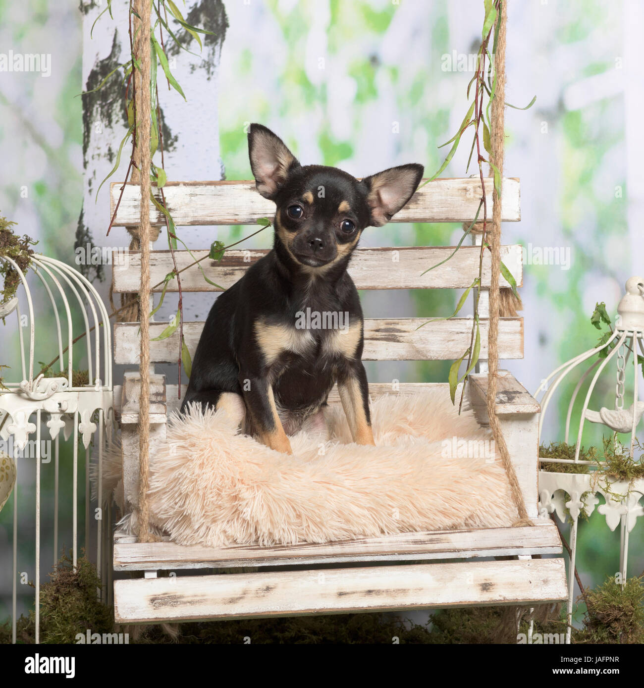 Chihuahua chiot sur un oreiller, en décoration pastorale Banque D'Images