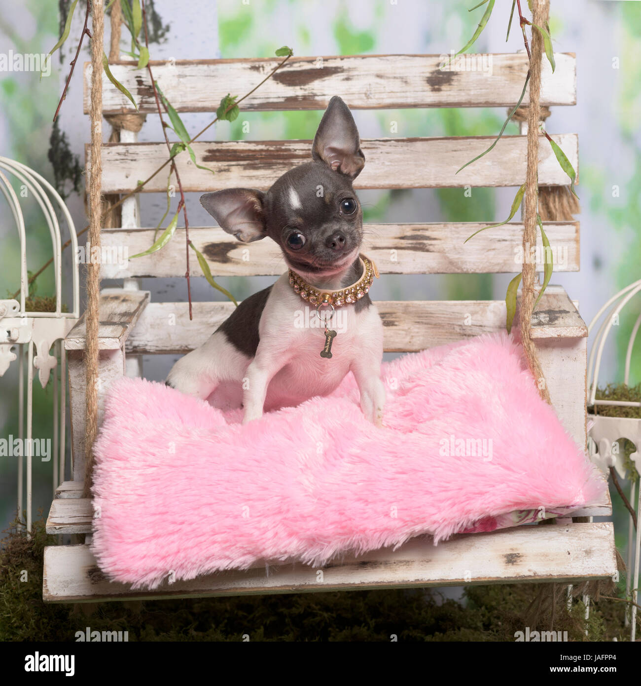 Chihuahua assis sur un coussin rose, en décoration pastorale Banque D'Images