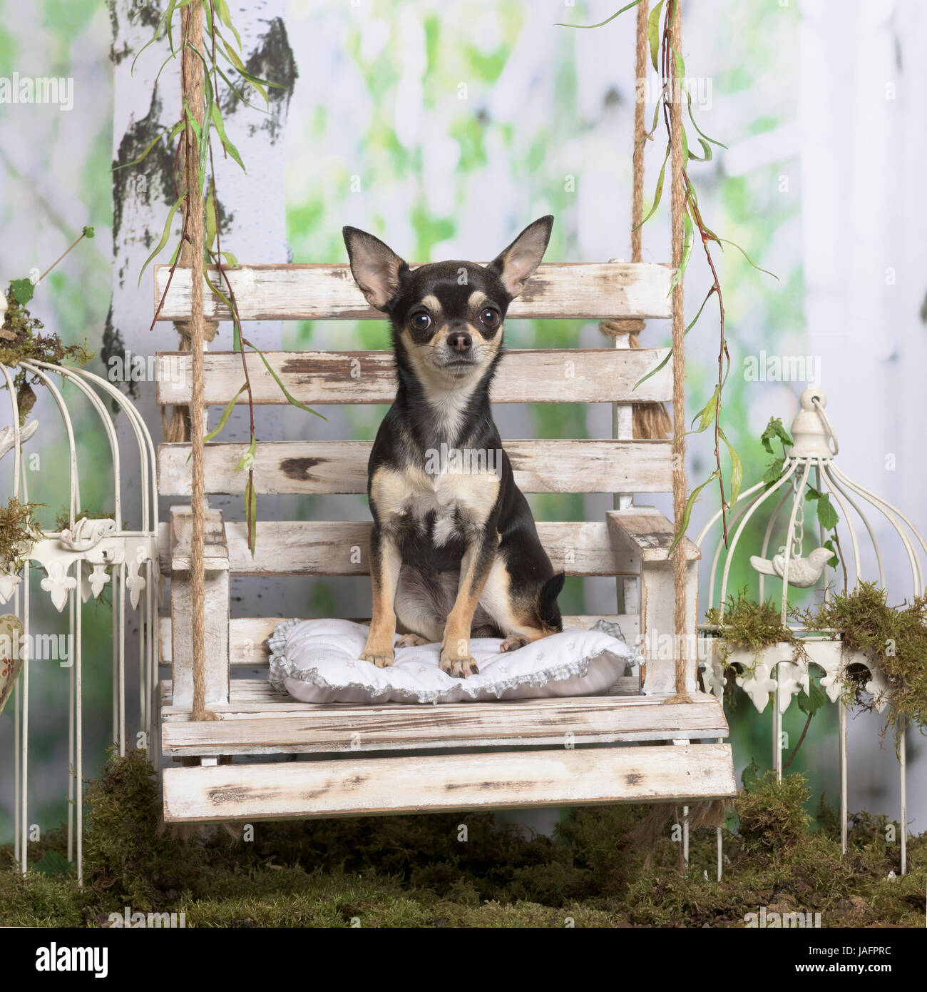 Chihuahua assis, en décoration pastorale Banque D'Images