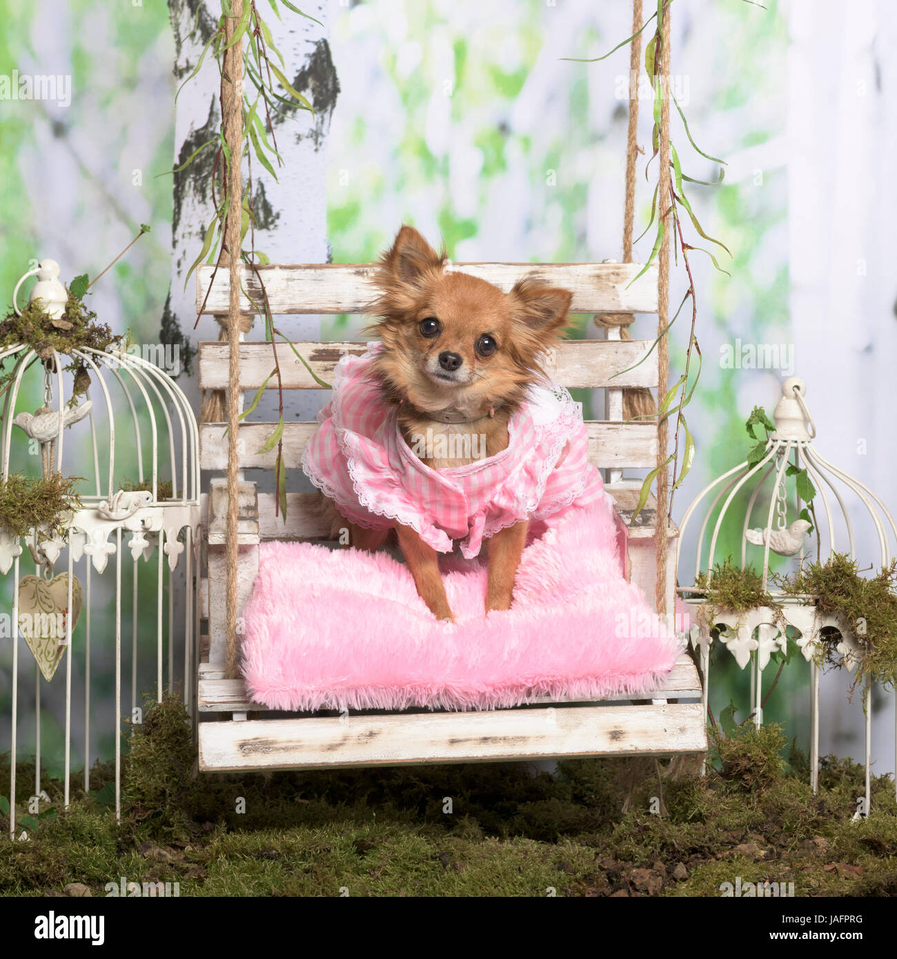 Chihuahua avec une veste rose rose sur un oreiller, en décoration pastorale Banque D'Images