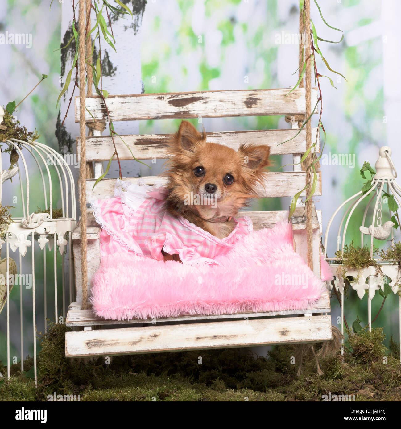 Chihuahua avec une veste rose rose sur un oreiller, en décoration pastorale Banque D'Images
