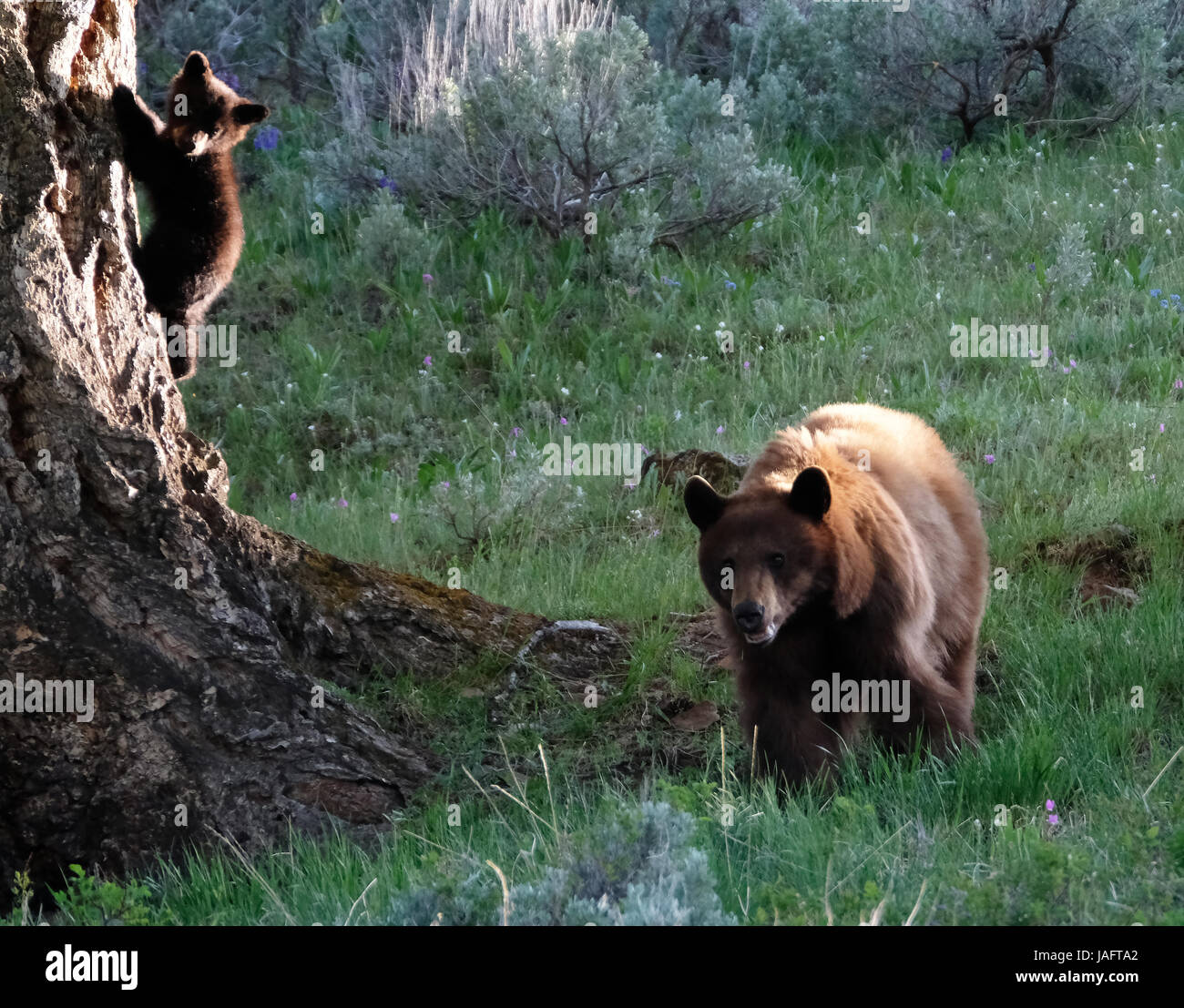 Femelle d'ours noir américain (Ursus americanus) avec des petits dans le parc national de Yellowstone, Wyoming, États-Unis. Banque D'Images