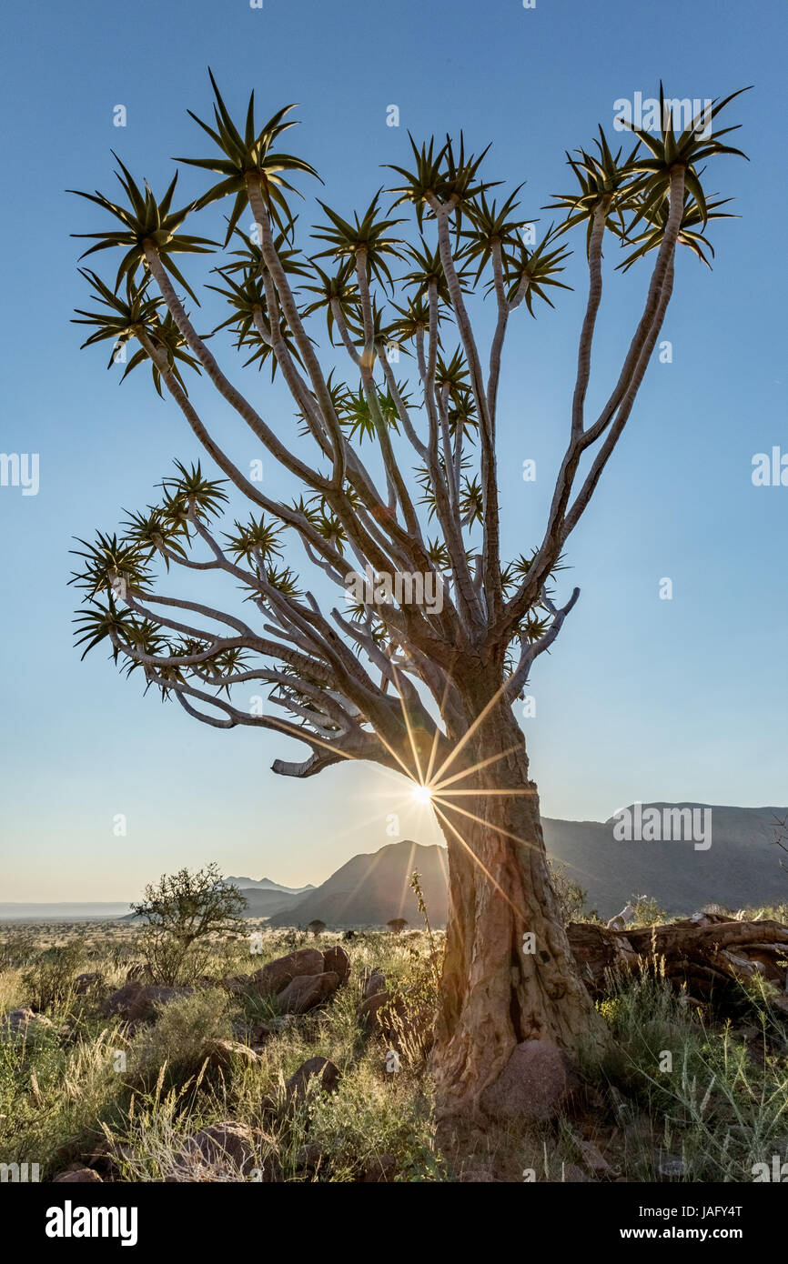 Quiver Tree (Aloe dichotoma) dans le Namib Rand Nature Reserve en Namibie Banque D'Images