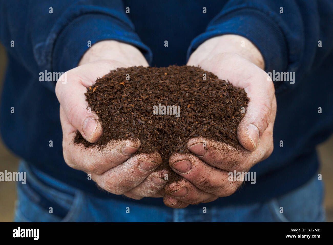 Close up of human hands holding malt brun foncé, un important ingrédient aromatisant pour la bière. Banque D'Images