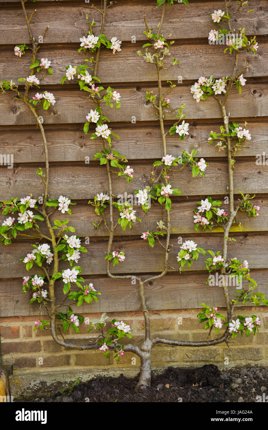 Un jeune arbre fruitier formés une barrière en bois avec des fleurs rose à fleurs. Banque D'Images