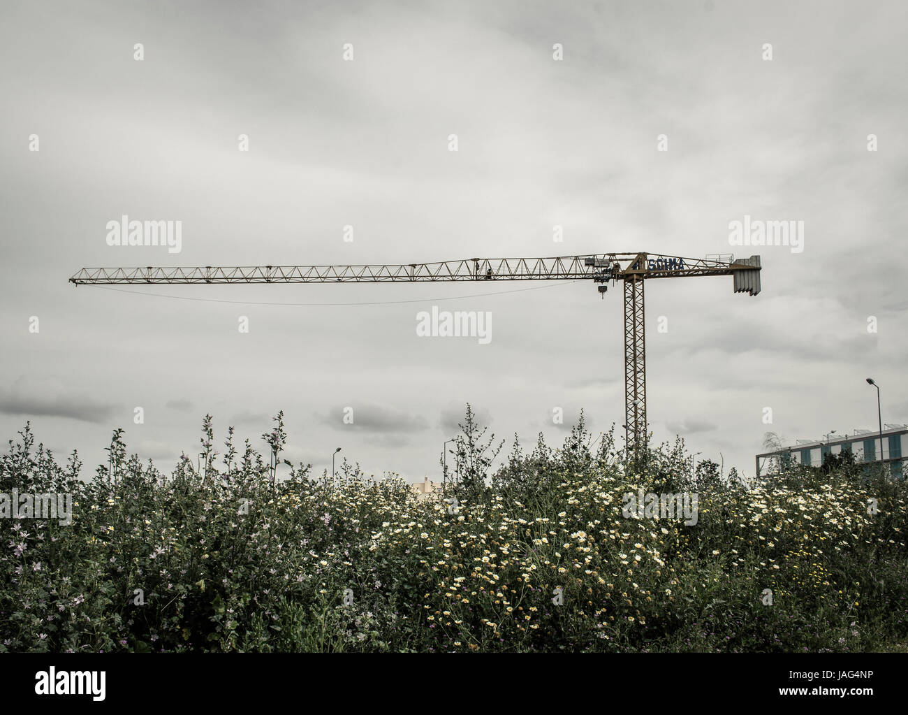 Grue sur image Banque D'Images