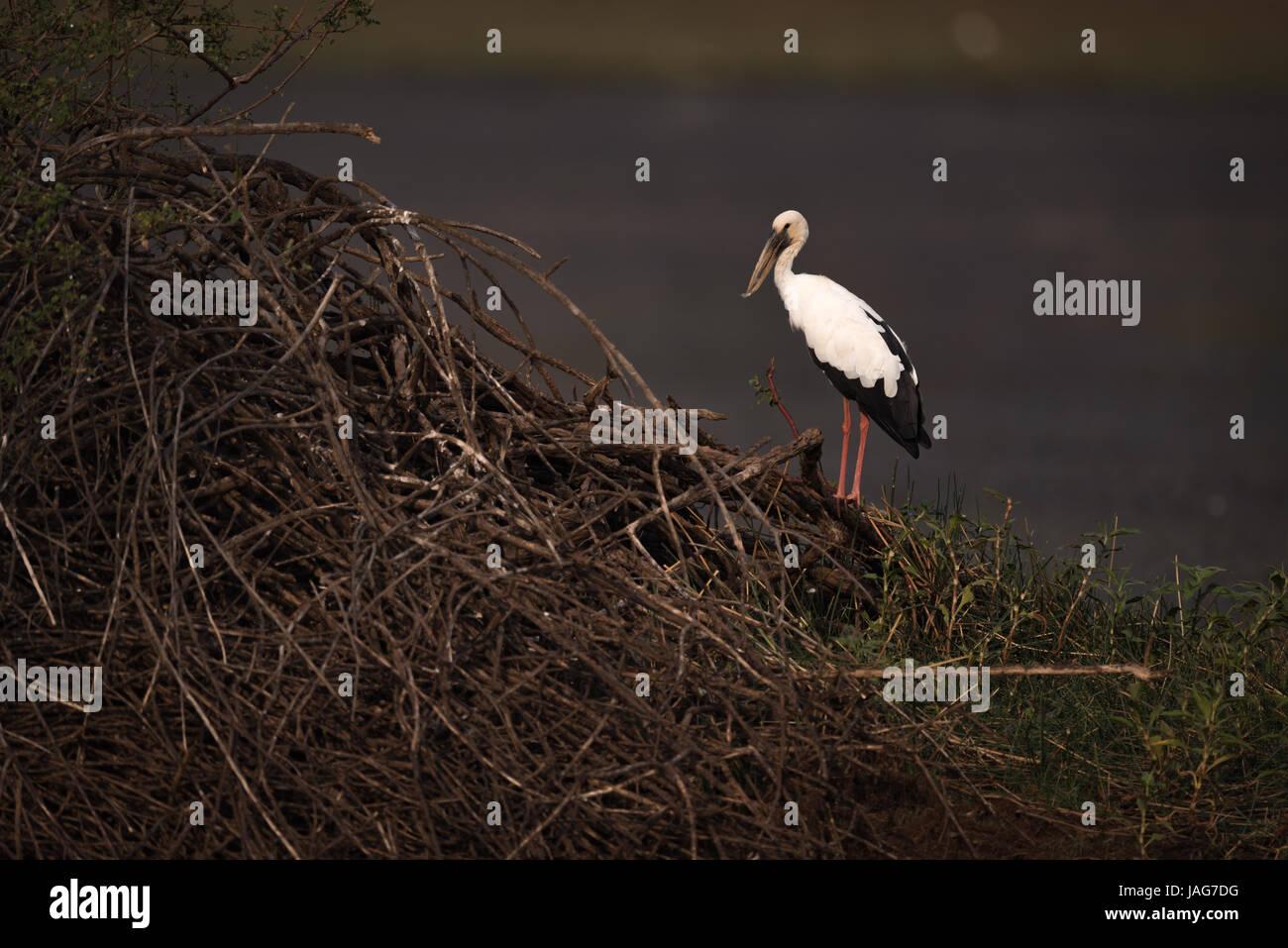 Open d'asie-billed stork par tas de branches Banque D'Images