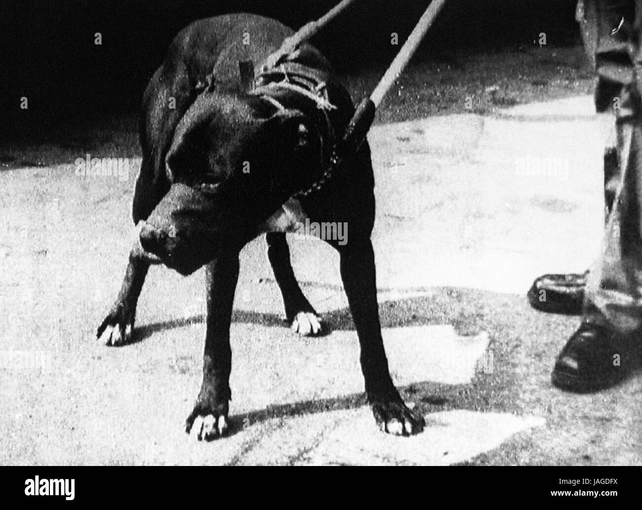 Photo de fichier de vol de pit-bull terrier, connu sous le nom de 'Chester' ou 'Satan', qui a été mis à mort par la police après qu'il est devenu cercle vicieux quand ils l'ont découvert lors d'une recherche d'une maison à Bristol. Banque D'Images