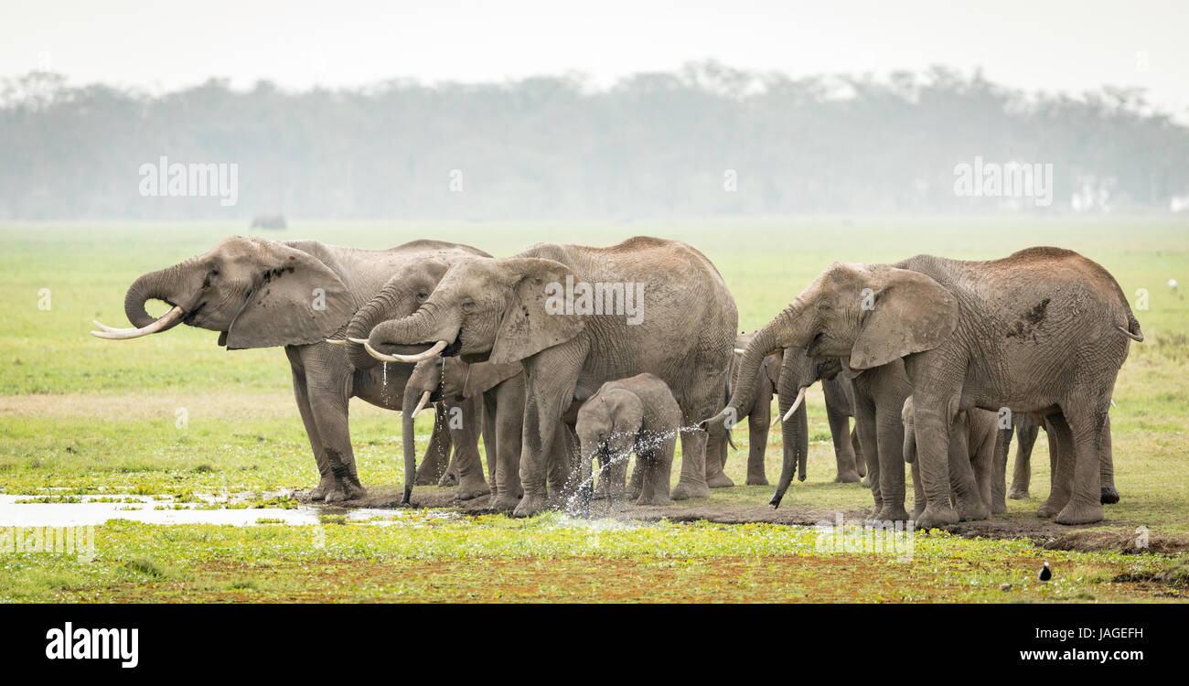 Un troupeau d'éléphants de l'eau potable dans le Parc national Amboseli au Kenya Banque D'Images