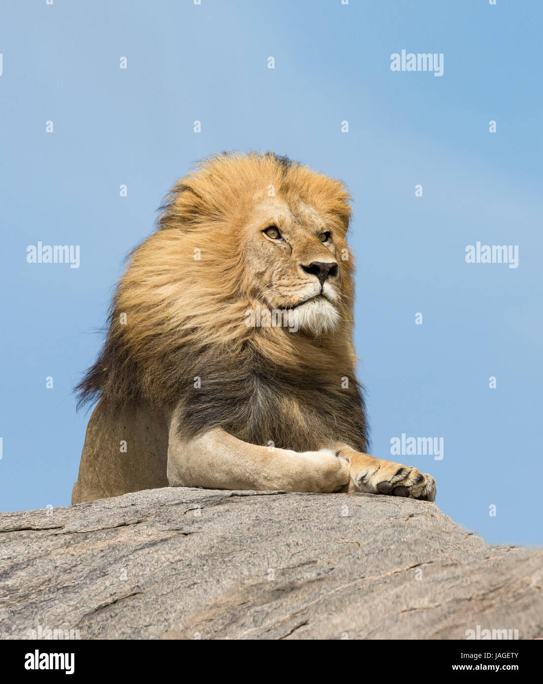 Portrait d'un grand mâle Lion sur une roche dans le Parc National du Serengeti en Tanzanie Banque D'Images