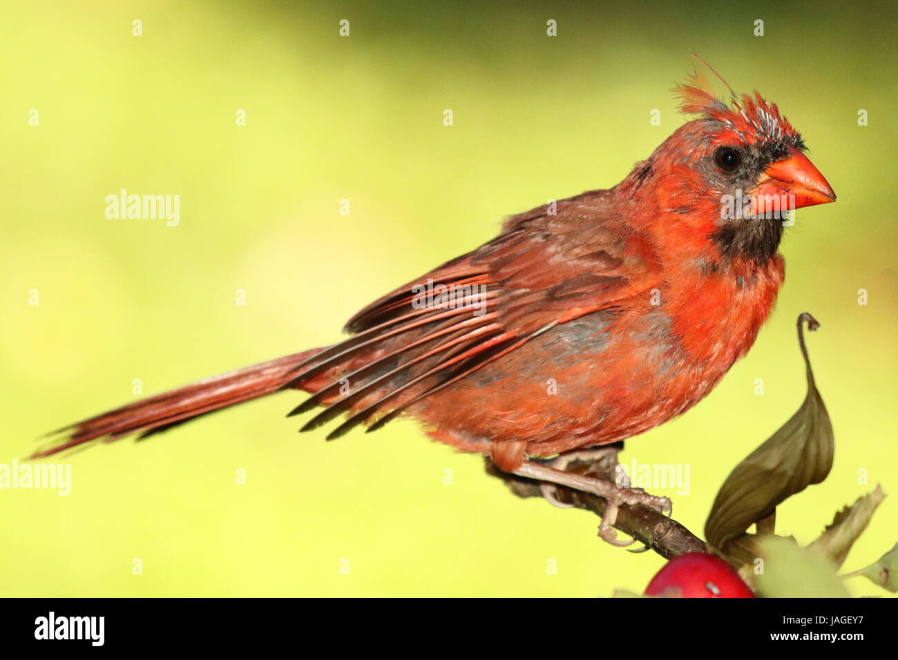Un Cardinal rouge mâle avec un look à sa crête ratty. Banque D'Images